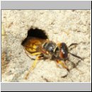 Philanthus triangulum - Bienenwolf w17.jpg